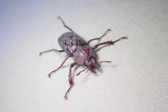 Cacostomus squamosus