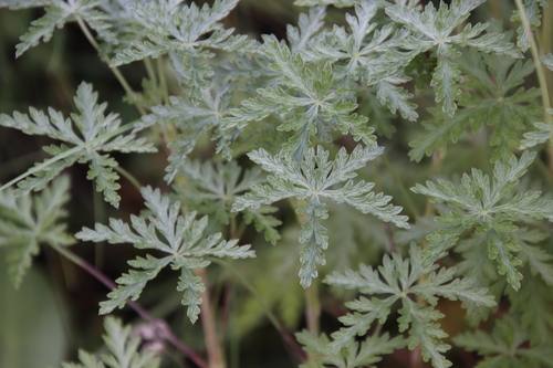Image of Geranium robustum by (c) Tony Rebelo, some rights reserved (CC BY-SA)
