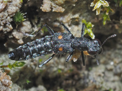 Stenus longipes