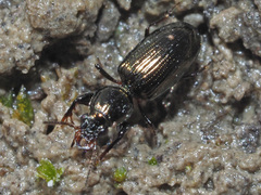 Dyschirius
