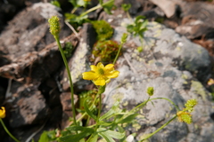 Ranunculus gelidus