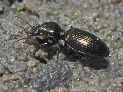Dyschirius