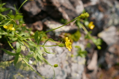 Ranunculus gelidus