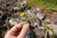Ranunculus gelidus
