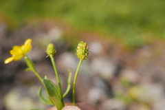 Ranunculus gelidus