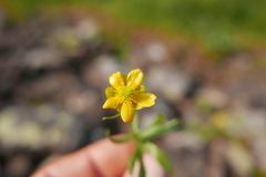 Ranunculus gelidus