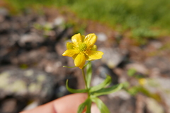 Ranunculus gelidus