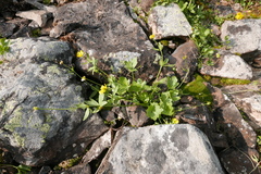 Ranunculus gelidus