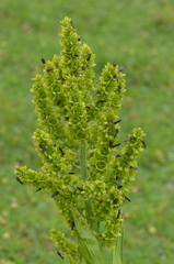 Bibio pomonae