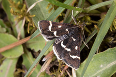 Pyrausta nigrata