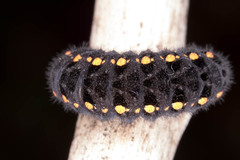 Parnassius mnemosyne