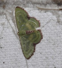 Metallochlora lineata