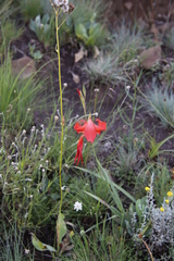 Gladiolus saundersii