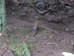 Turdus albicollis