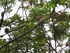 Sittasomus griseicapillus