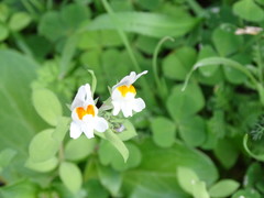 Linaria triphylla