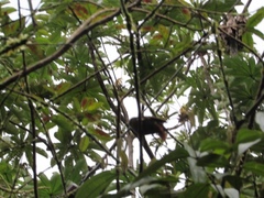 Sittasomus griseicapillus