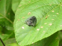 Dorynota kiesenwetteri