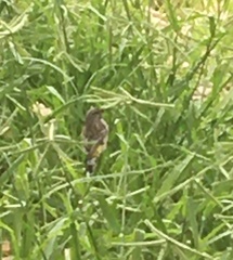 Crithagra atrogularis