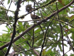 Sittasomus griseicapillus