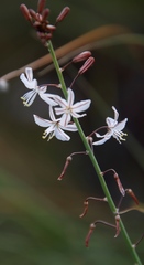 Trachyandra asperata