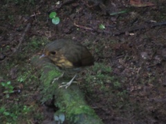 Grallaricula flavirostris