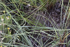 Trachyandra asperata