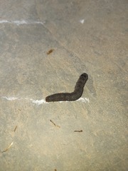 Spodoptera cosmioides