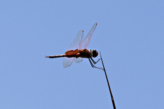 Tramea eurybia