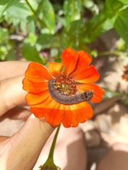 Spodoptera cosmioides