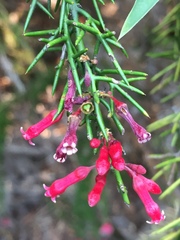 Colletia ulicina