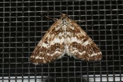 Eufidonia discospilata