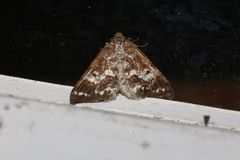 Eufidonia discospilata