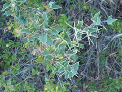 Berberis chilensis