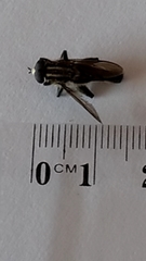 Orthoprosopa bilineata