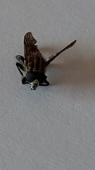 Orthoprosopa bilineata