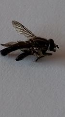Orthoprosopa bilineata