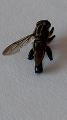 Orthoprosopa bilineata
