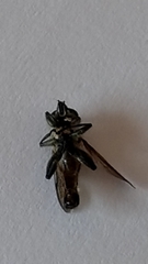 Orthoprosopa bilineata