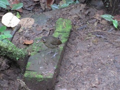 Grallaria haplonota