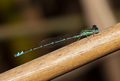 Austroagrion exclamationis