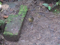 Grallaria haplonota