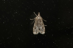 Eudonia strigalis