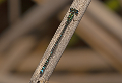 Austroagrion exclamationis