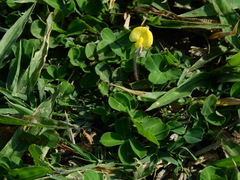 Arachis repens