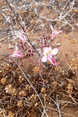 Alstroemeria hookeri
