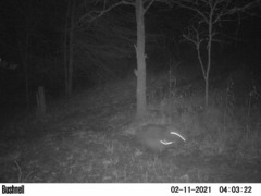Sus scrofa domesticus