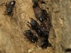 Camponotus compressus