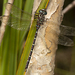 Wallum Darner - Photo (c) Chris Burwell, some rights reserved (CC BY-NC), uploaded by Chris Burwell