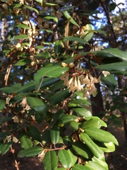 Angiospermae